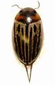 Disintegrated Diving Beetle - photo 3