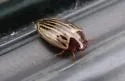 Disintegrated Diving Beetle - photo 4