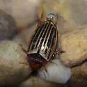 Disintegrated Diving Beetle - photo 5