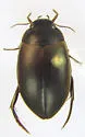 Agabus erytropterus