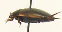 Agabus erytropterus - photo 2