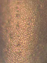 Agabus erytropterus - photo 4