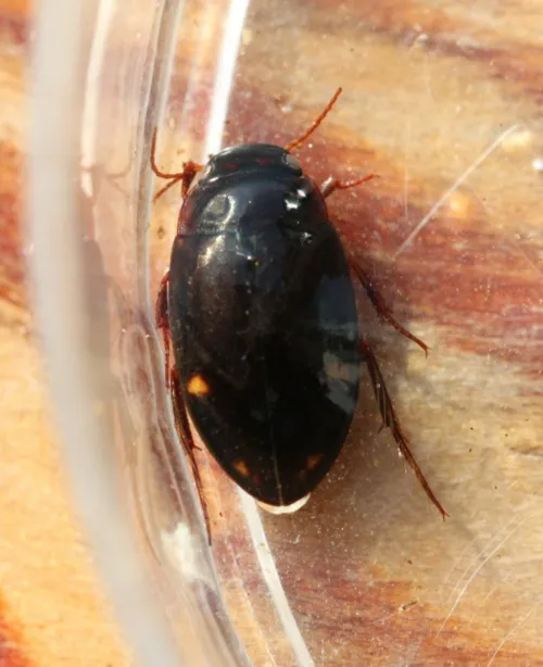 Agabus guttatus