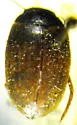Agabus infuscatus