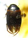 Agabus inscriptus - Agabus inscriptus