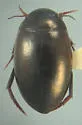 Agabus inscriptus - photo 2