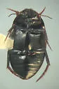 Agabus inscriptus - photo 3