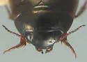 Agabus inscriptus - photo 4