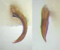 Agabus inscriptus - photo 5