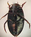 Agabus leptapsis - photo 2