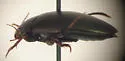Agabus leptapsis - photo 3