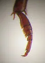 Agabus leptapsis - photo 4