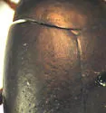 Agabus leptapsis - photo 5