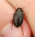 Agabus lutosus