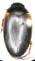 Agabus lutosus - photo 2