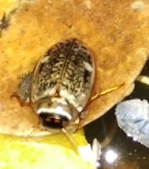 Agabus nebulosus