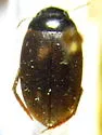 Agabus obliteratus