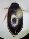 Agabus oblongulus - Agabus oblongulus