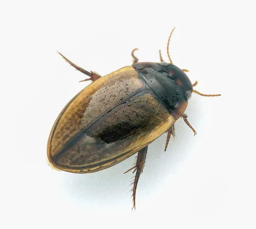 Agabus paludosus