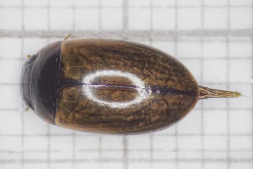 Agabus paludosus - photo 2