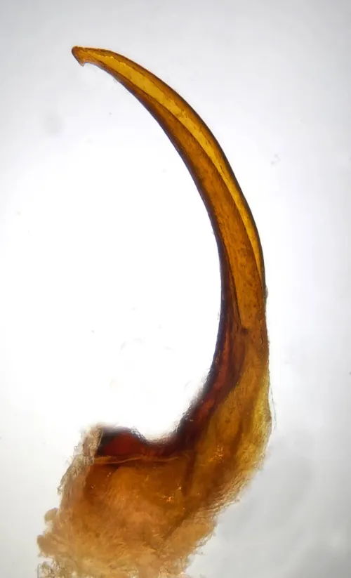 Agabus paludosus - photo 3