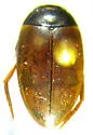 Agabus phaeopterus