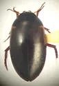 Agabus phaeopterus - photo 2