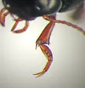 Agabus phaeopterus - photo 4