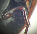Agabus phaeopterus - photo 5