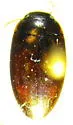 Agabus pisobius