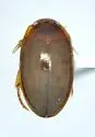 Agabus punctatus