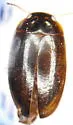 Agabus punctulatus