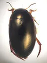 Agabus punctulatus - photo 3