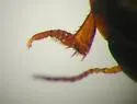 Agabus punctulatus - photo 4