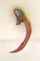 Agabus semipunctatus - photo 3