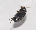 Agabus semipunctatus - photo 4