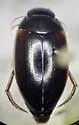 Agabus smithi - photo 2
