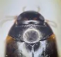 Agabus smithi - photo 3