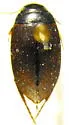 Agabus strigulosus - Agabus strigulosus