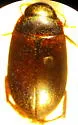 Agabus strigulosus - photo 2