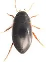 Agabus strigulosus - photo 4