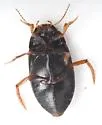Agabus strigulosus - photo 5