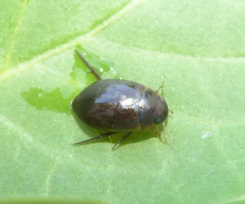 Agabus sturmii