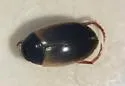 Agabus subfuscatus - Agabus subfuscatus
