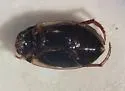 Agabus subfuscatus - photo 2
