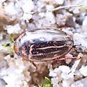 Agabus taeniolatus