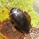 Agabus tristis - photo 2