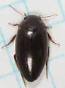 Agabus tristis - photo 4