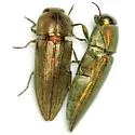 Agaeocera gentilis - photo 3