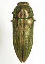 Agaeocera gentilis - photo 4